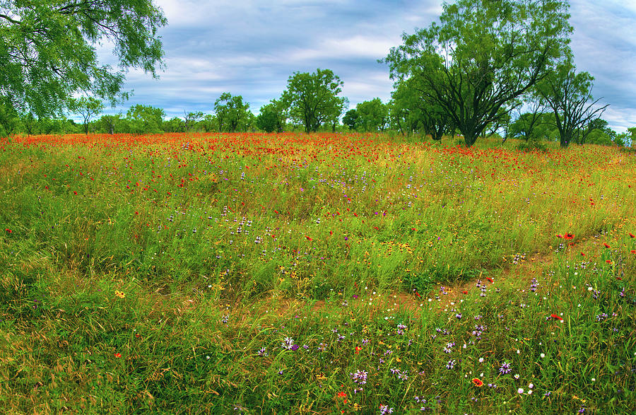 Hill Country Spring Panorama Photograph by Lynn Bauer