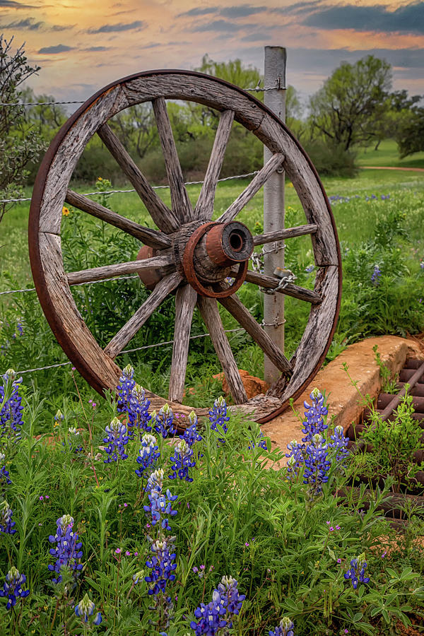 Hill Country Still Life -Texas Print Photograph by Harriet Feagin
