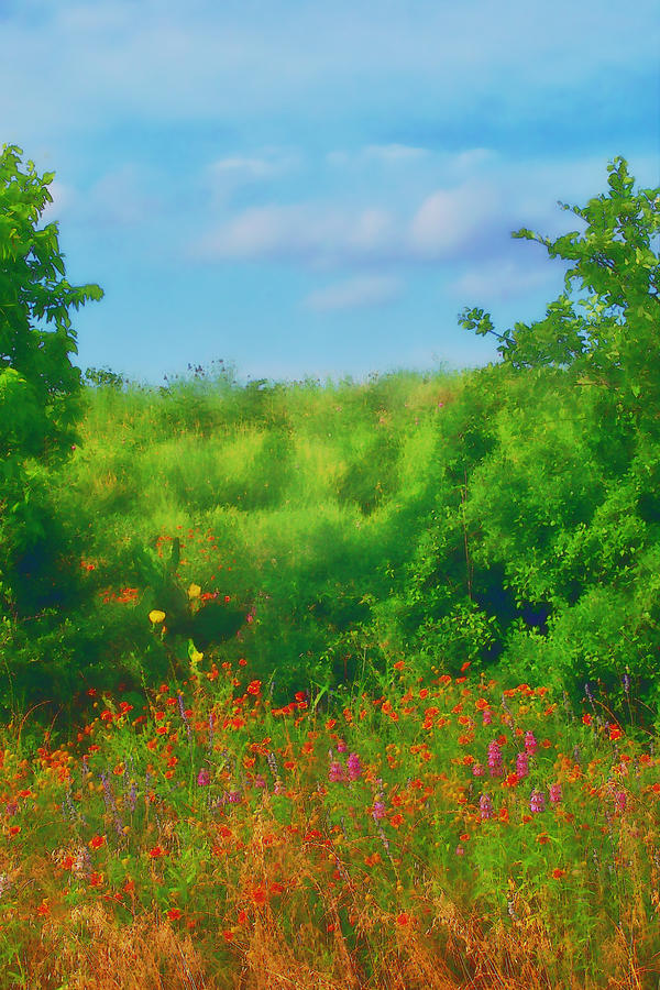 Hill Country Texas Wildflower Fields Digital Art by Pamela Smale Williams