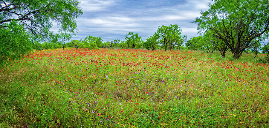 Hill Country Wildflower Panorama Photograph by Lynn Bauer