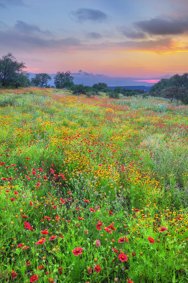Hill Country Wildflower Sunset 52 Photograph By Rob Greebon Fine Art