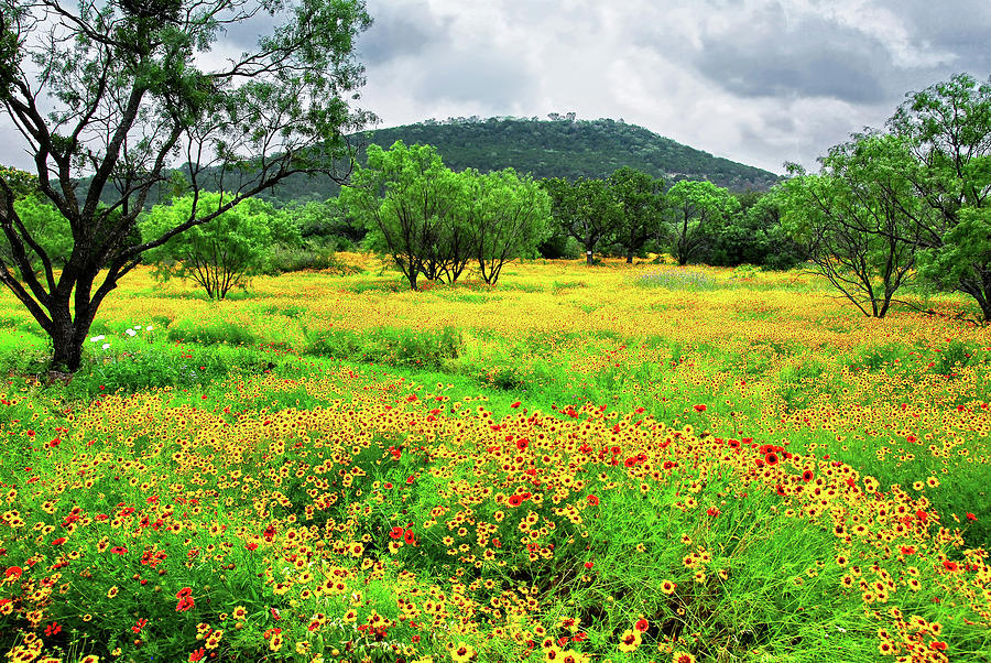 Hill Country Wildflowers Photograph by Lynn Bauer