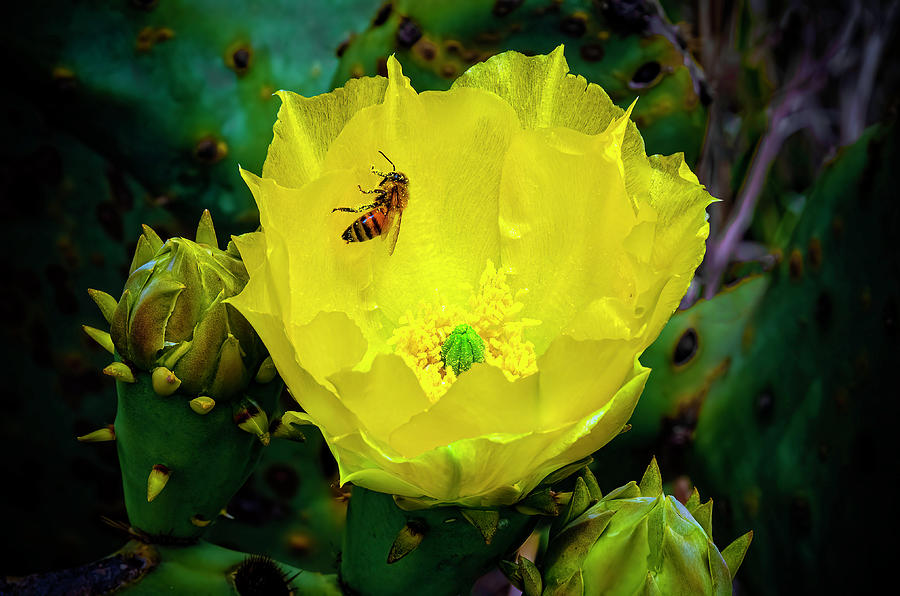 Hill Country Yellow Prickly Pear Cactus And Bee 2014 Photograph