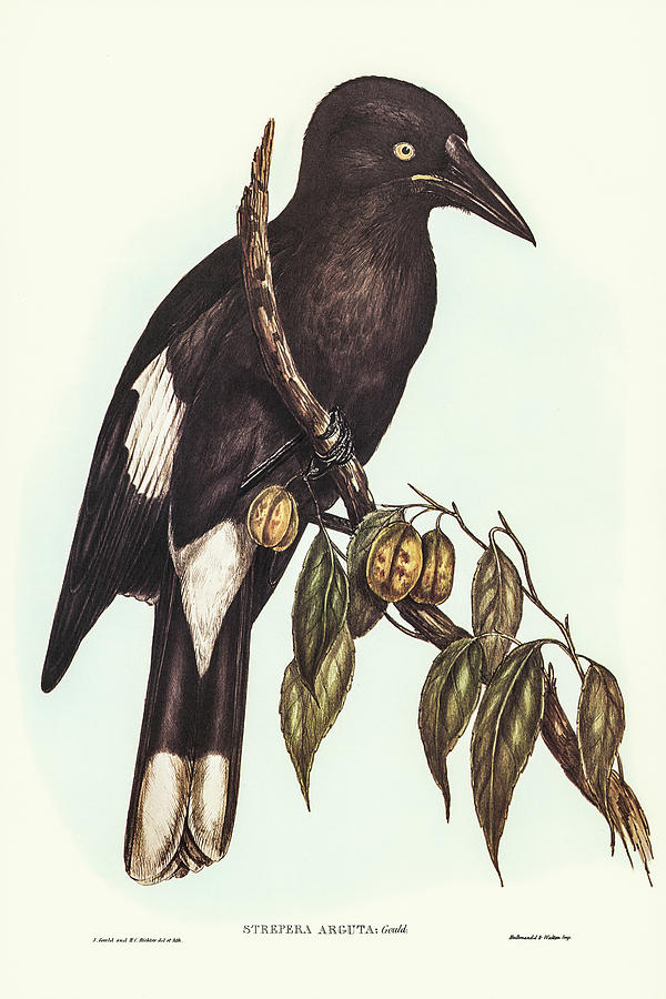 John Gould Drawing - Hill Crow-Shrike, Strepera argot by John Gould