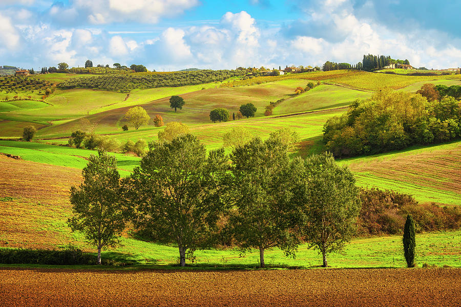 Hill of Trees. Tuscany Photograph by Stefano Orazzini