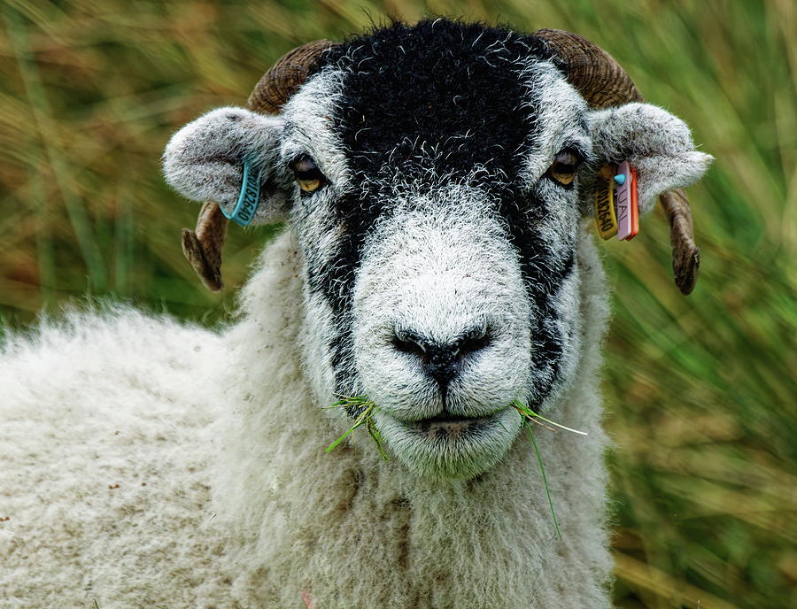 Hill Sheep Photograph by Jeff Townsend