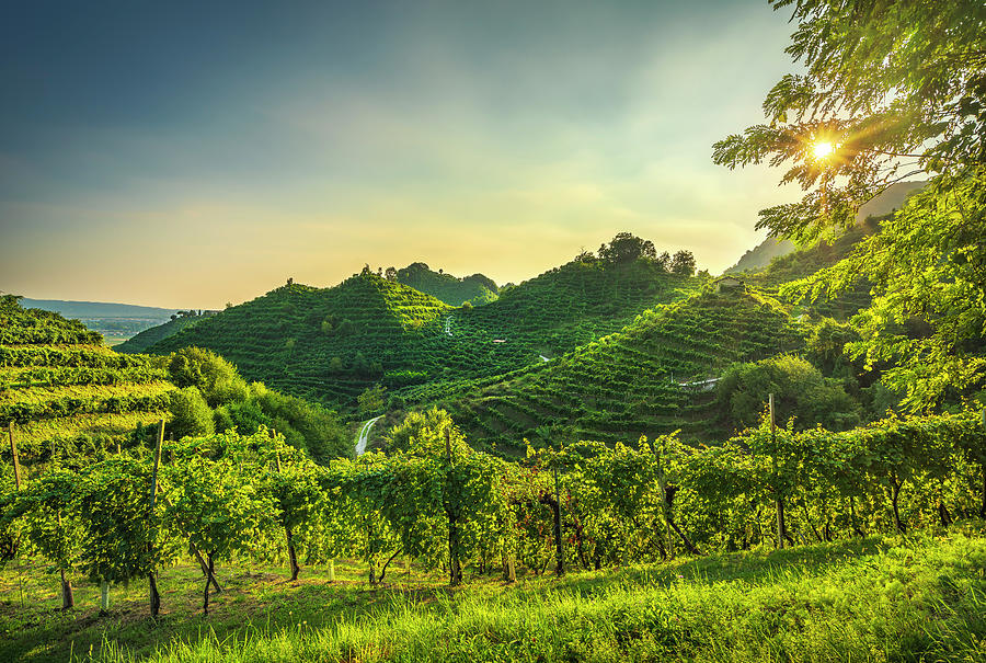 Hills and Vineyards in Prosecco Wine region Photograph by Stefano Orazzini