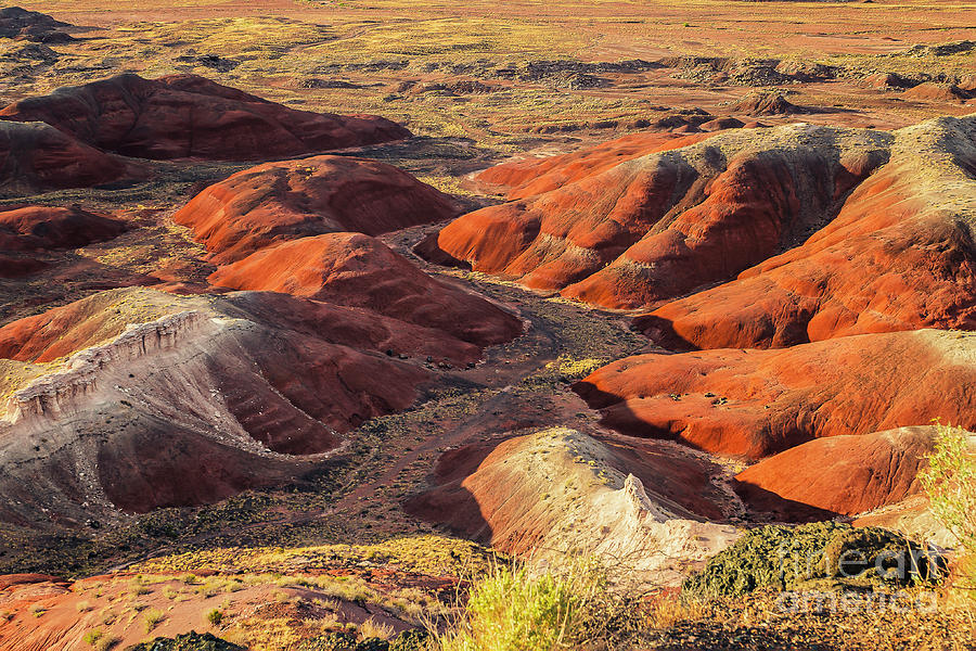 Hills of the Painted Desert National Park Photograph by Nick Zelinsky Jr
