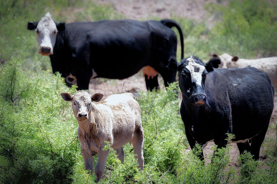 Hillsboro Herd Photograph by Bill Chizek