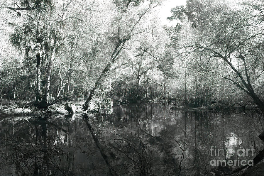 Hillsborough River, Florida Photograph by Felix Lai