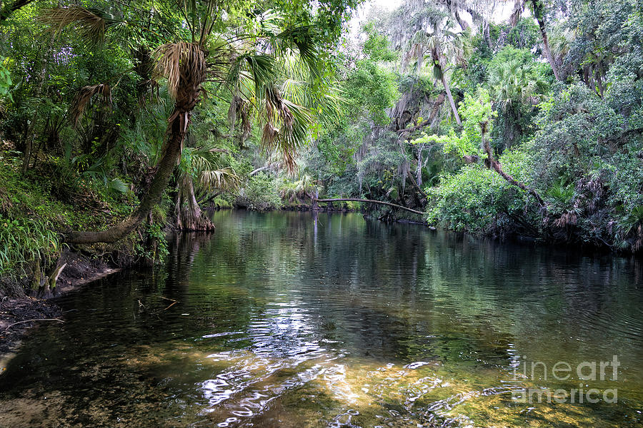 Hillsborough River, Tampa, Florida Photograph by Felix Lai