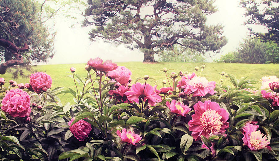 Hillside Blossoms Photograph by Jessica Jenney