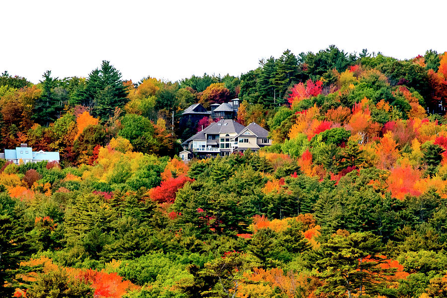 Hillside Foliage Photograph by Greg Fortier