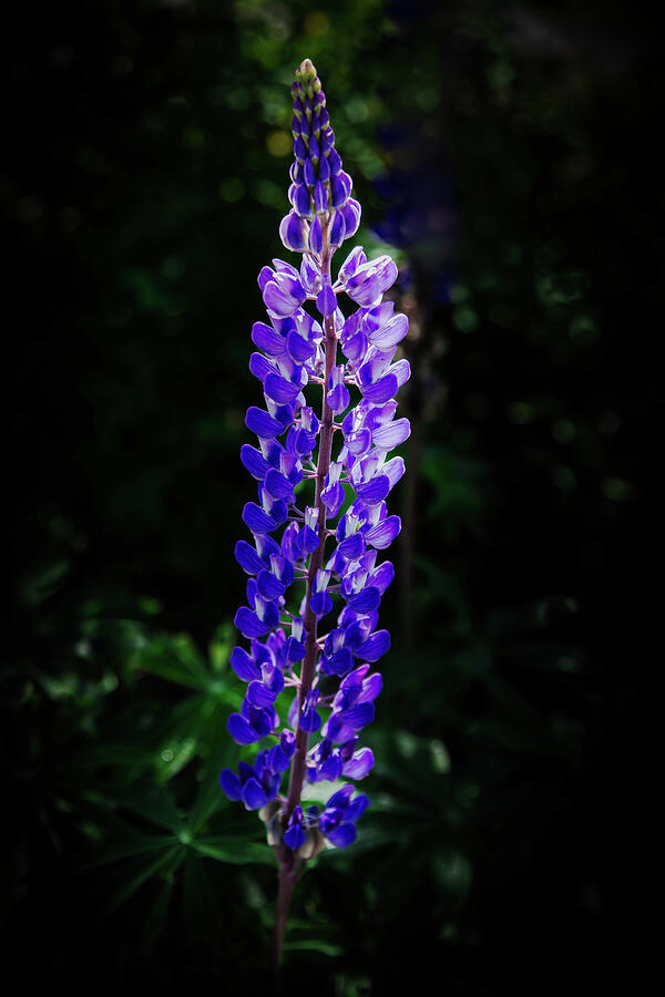 Hillside Lupine Photograph by David Patterson Hillside Lupine Photograph by David Patterson