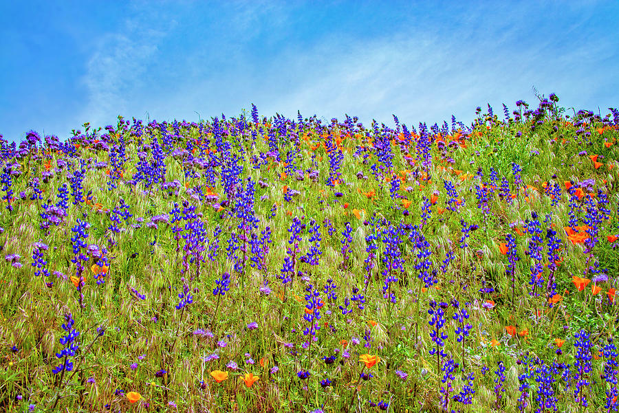 Hillside Lupines of the California Superbloom Photograph by Lynn Bauer