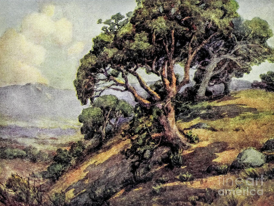 HILLSIDE NEAR MONTEREY r2 Painting by Historic Illustrations - Fine Art ...