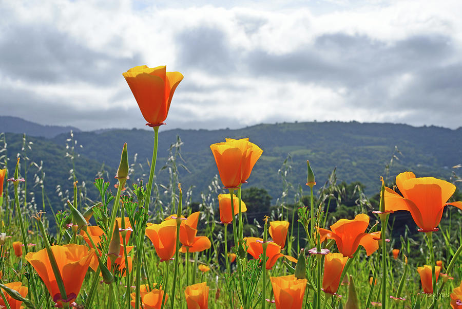 Hillside Poppies Photograph