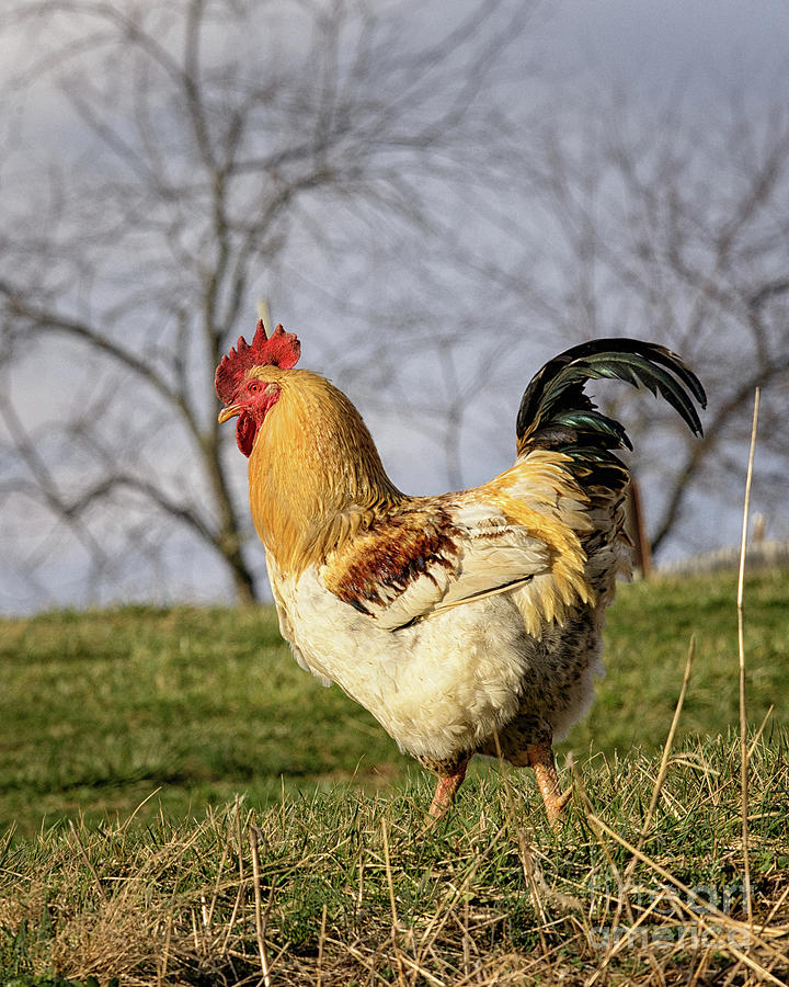 Hillside Rooster Photograph by Timothy Flanigan