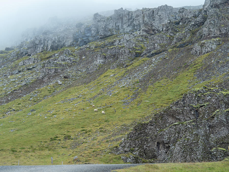 Hillside Sheep Near Streitisviti Iceland Photograph by Kristia Adams