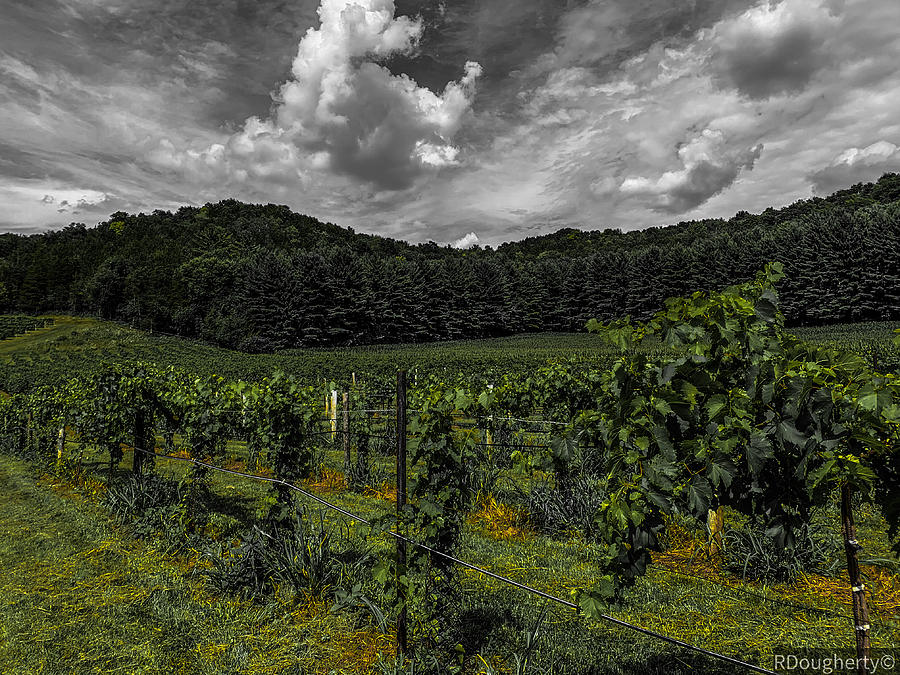 Hillside Vineyard Photograph by Ryan Dougherty
