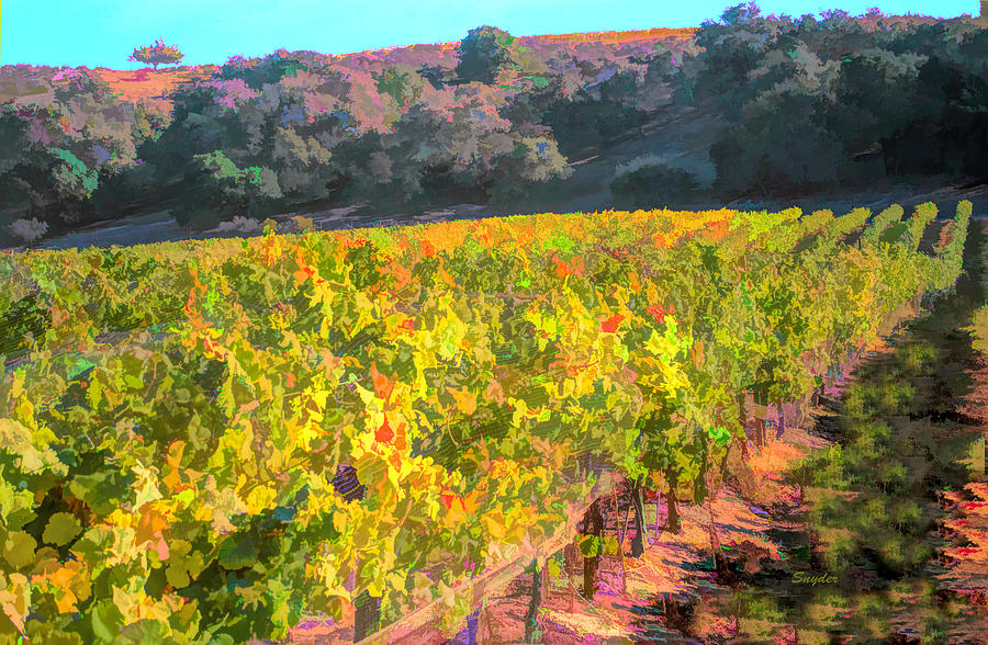 Hillside Vineyard Santa Maria California Photograph by Barbara Snyder