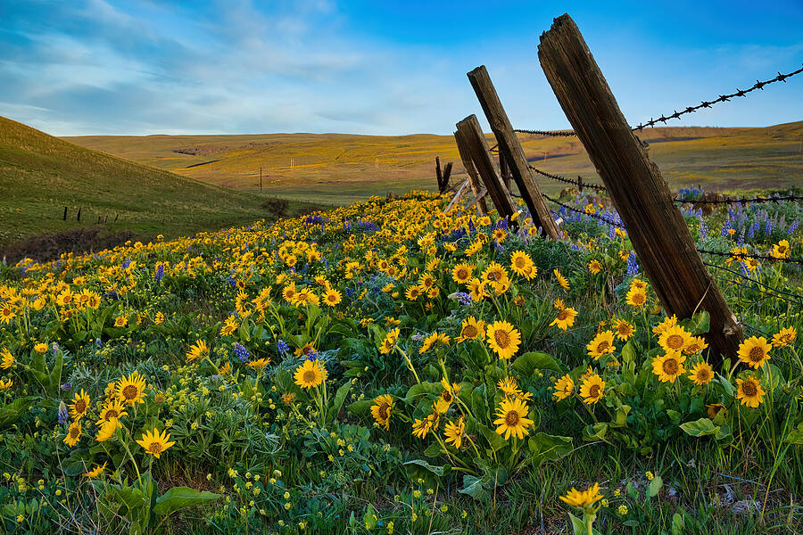 Hillside Wildflowers 2 Photograph by Lynn Hopwood