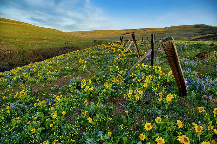 Hillside wildflowers Photograph by Lynn Hopwood