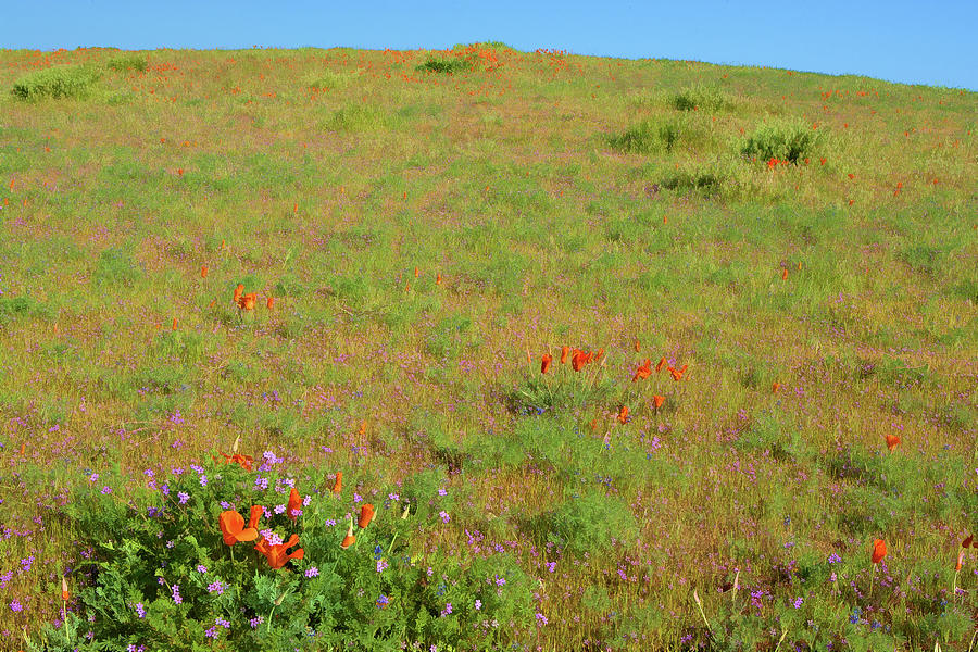 Hillside Wildflowers Photograph