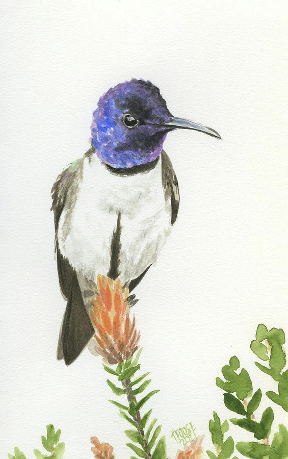 Hillstar Hummingbird Painting