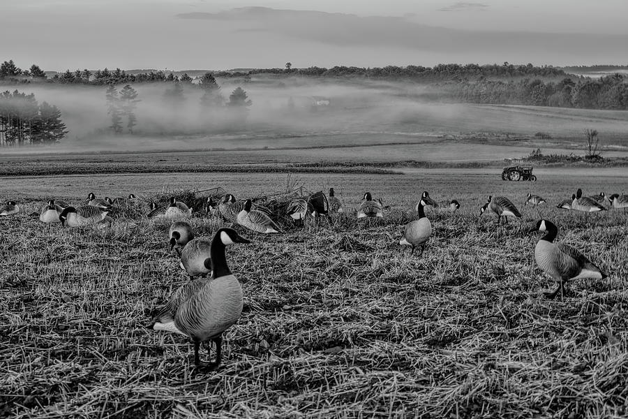 Hilltop Goose Hunt Over Valley Fog BW Photograph by Dale Kauzlaric
