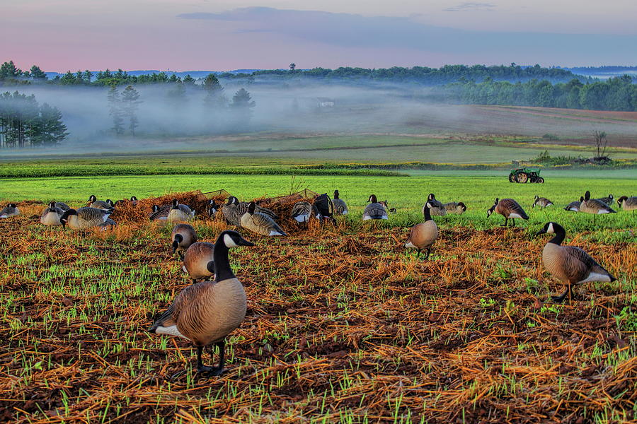 Hilltop Goose Hunt Over Valley Fog Photograph by Dale Kauzlaric