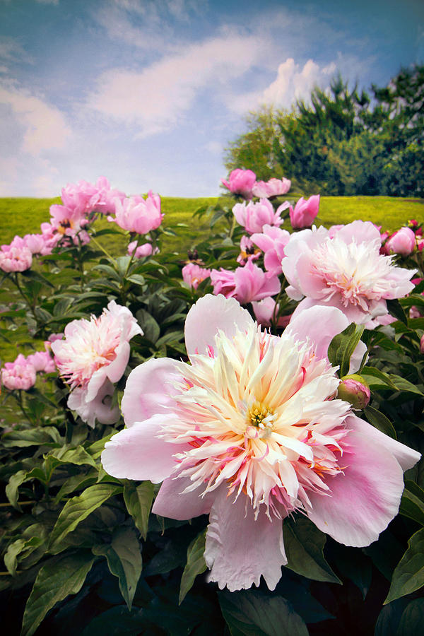 Hilltop Peonies Photograph by Jessica Jenney