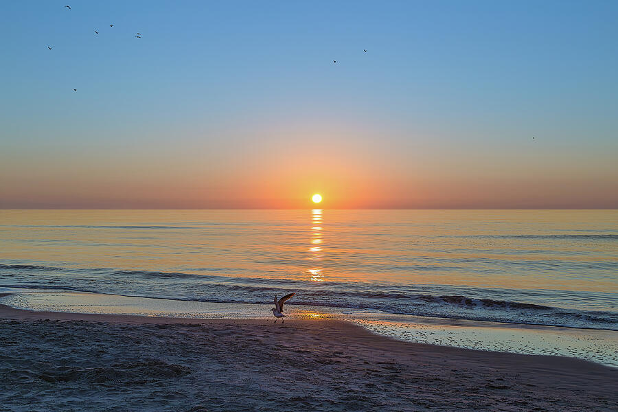 Sunrise with the seagulls in New Jersey