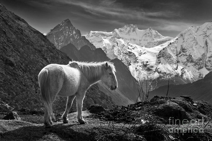 Himal Chuli with Horse - Nupri Nepal Photograph by Craig Lovell