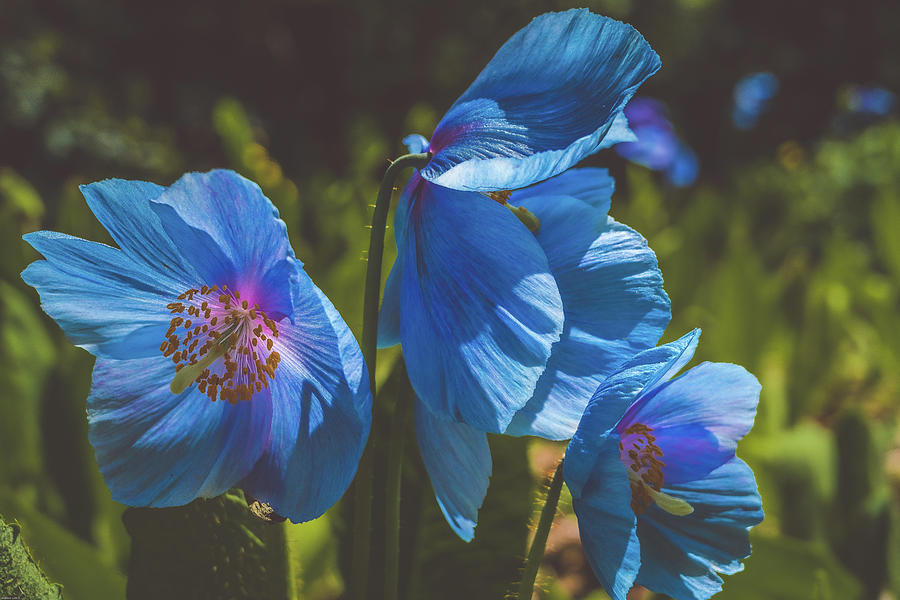 Himalayan Blue Poppies Photograph