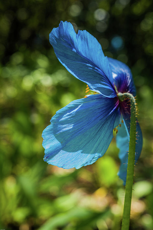 Himalayan Blue Poppy Photograph