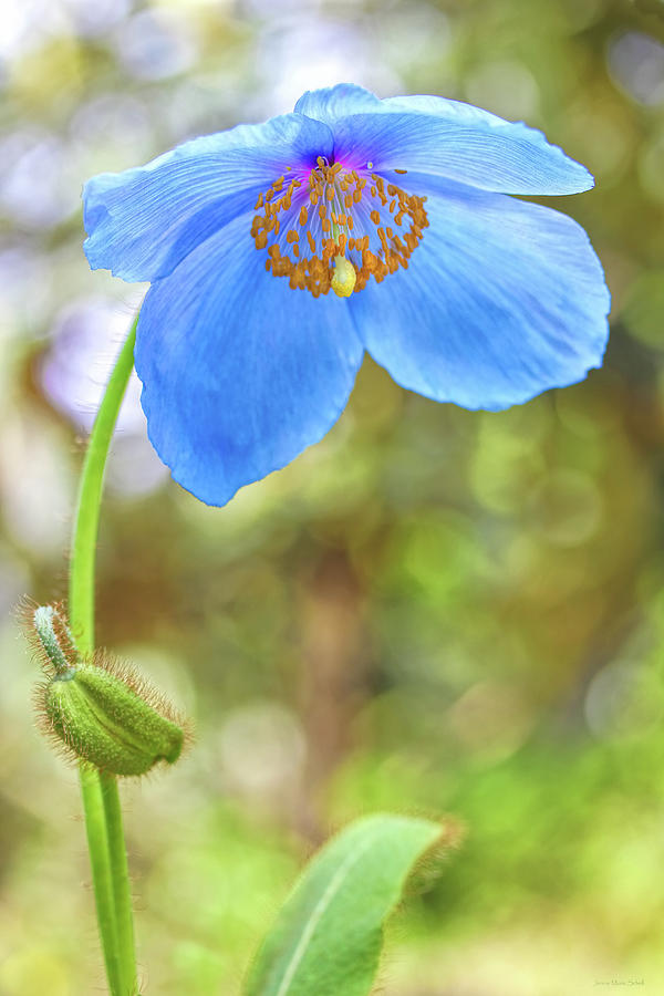 Himalayan Blue Poppy Flower  Photograph by Jennie Marie Schell