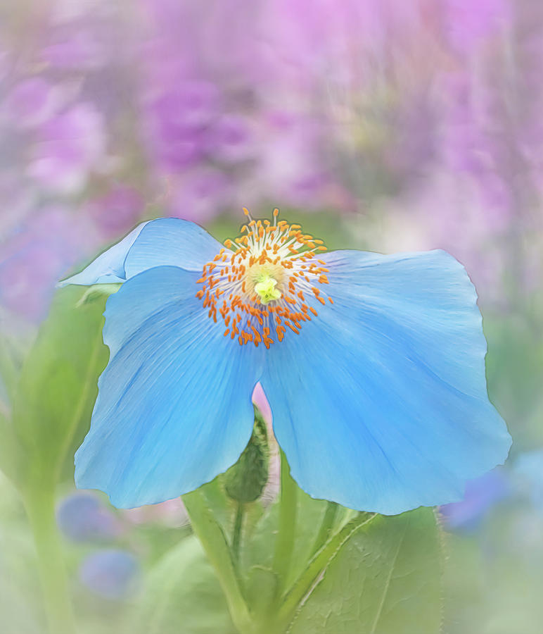 Himalayan Blue Poppy - In The Garden Photograph by Sylvia Goldkranz