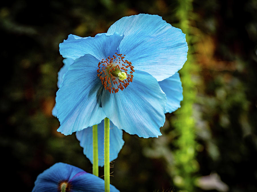 Himalayan Blue Poppy Photograph by Louis Dallara
