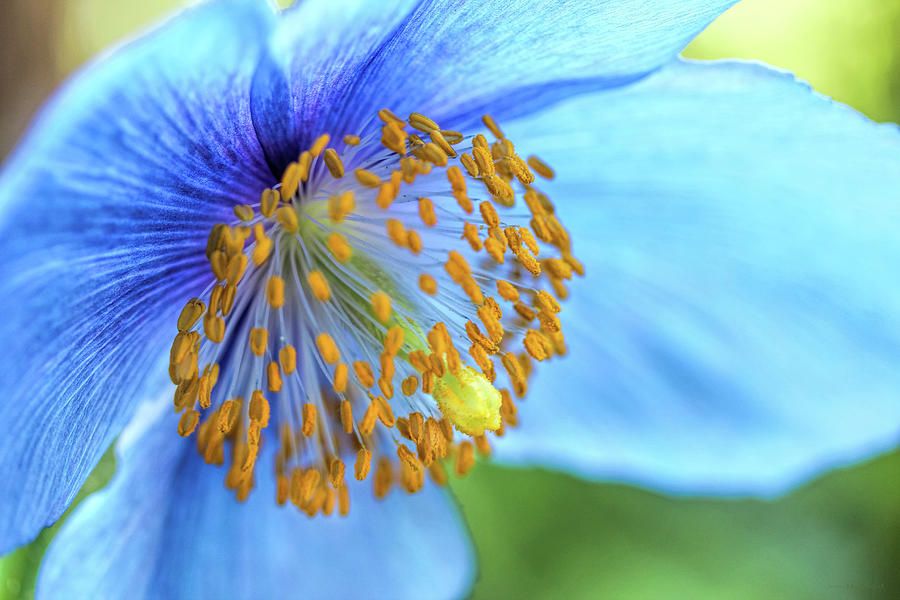 Himalayan Blue Poppy Macro Photograph by Jennie Marie Schell