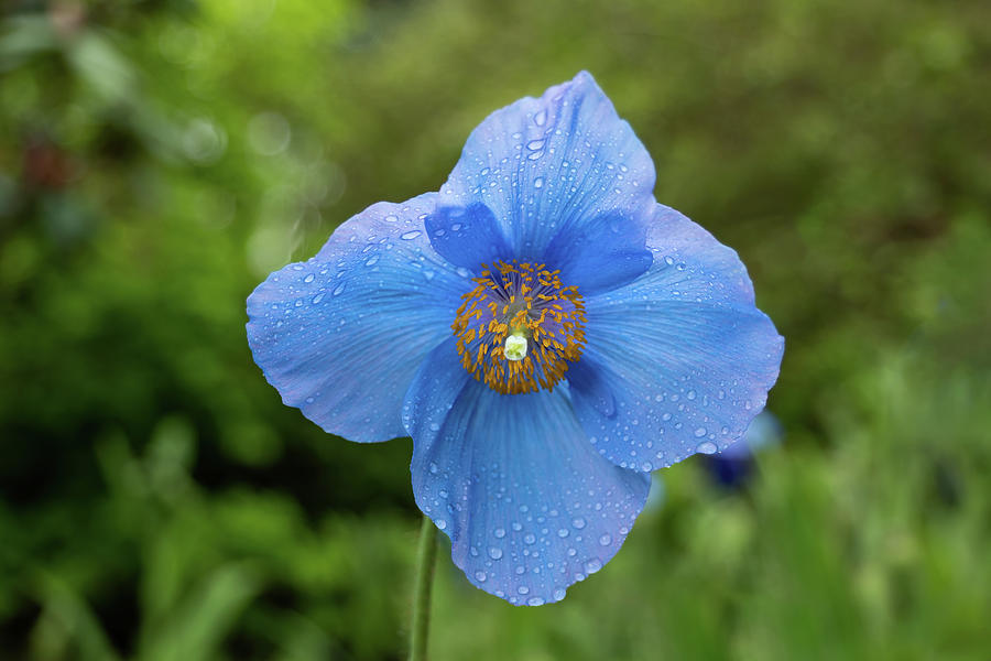 Himalayan Blue Poppy Meconopsis Slieve Donard Photograph by Artur Bogacki