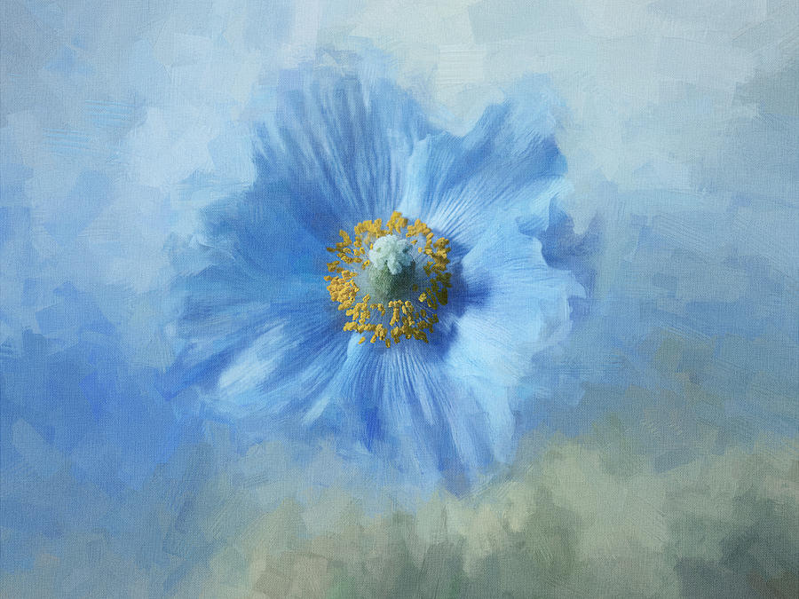 Himalayan Blue Poppy Digital Art by Terry Davis