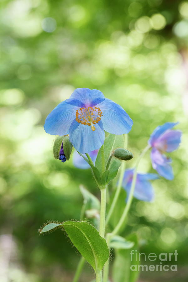 Himalayan Blue Poppy Photograph by Tim Gainey