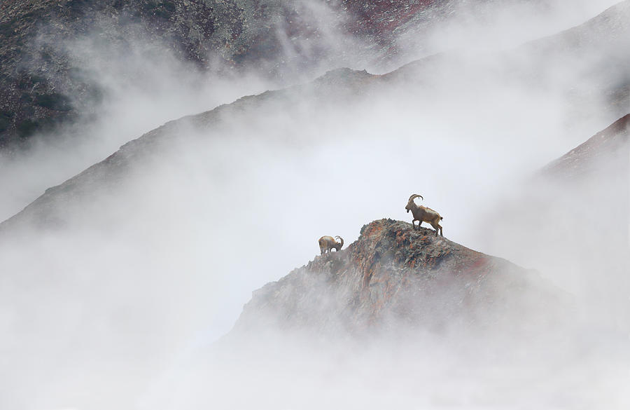 Himalayan Ibex Photograph by Zahoor Salmi
