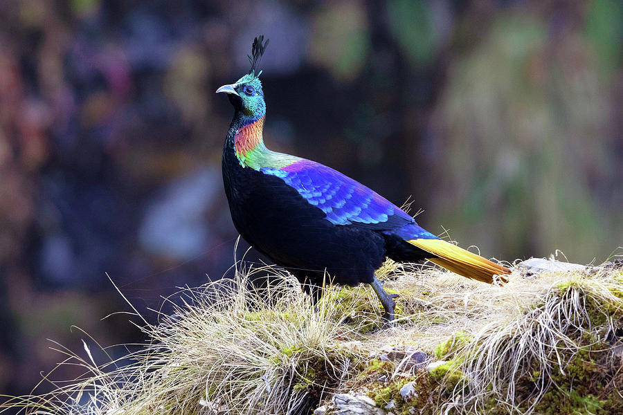 Himalayan Monal Bird Photograph by Ankur Moitra