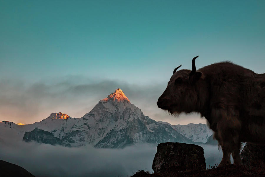 Himalayan Yak Photograph by Jose Luis Vilchez