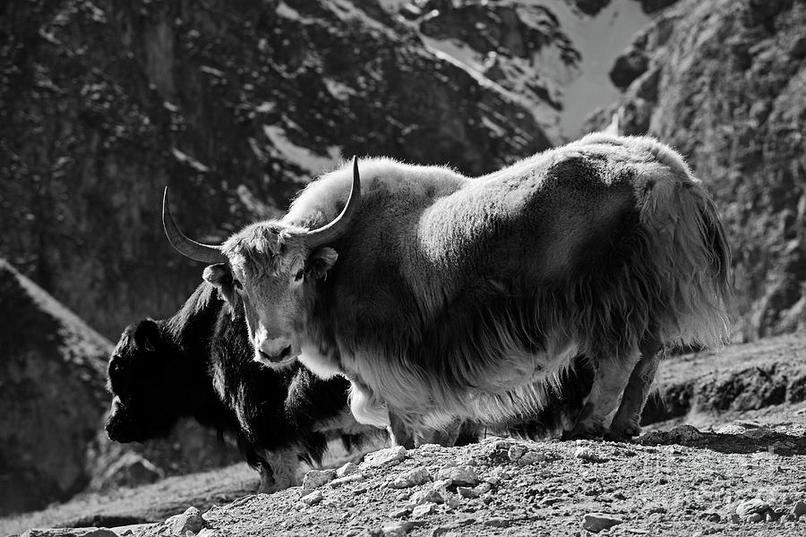 Himalayan Yaks - Nepal Photograph by Craig Lovell