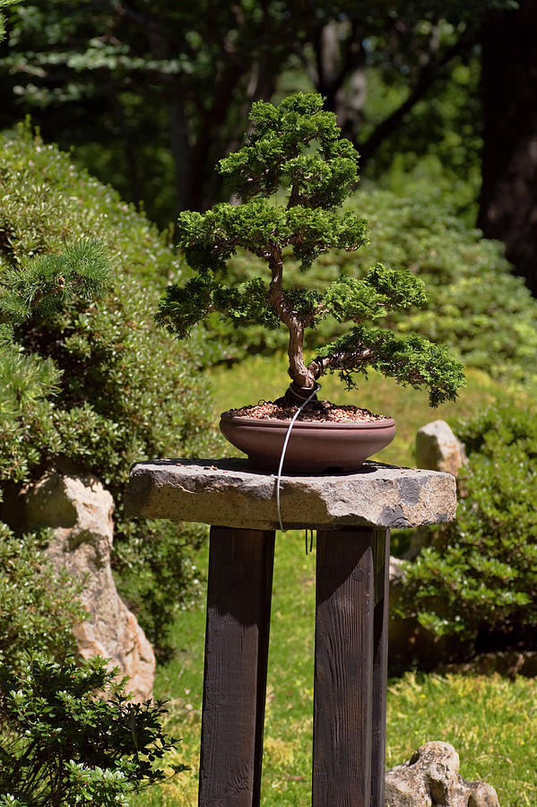 Hinoki Cypress Bonsai 1 Photograph by Jenny Rainbow