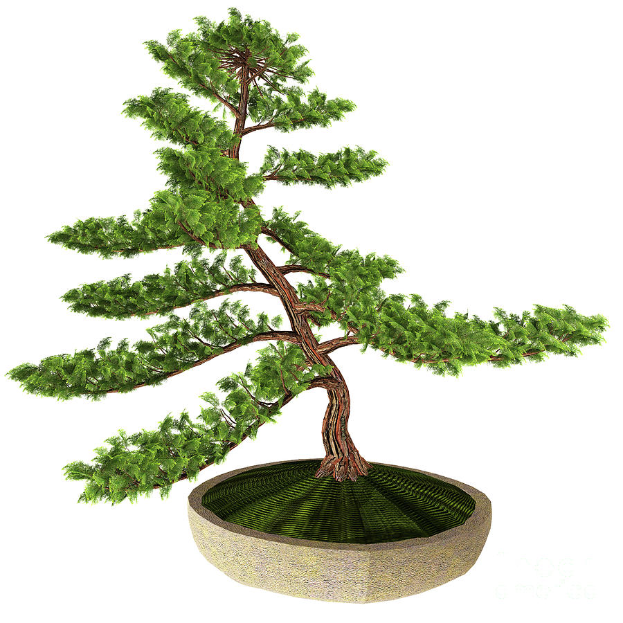 Hinoki False Cypress Bonsai Tree Digital Art