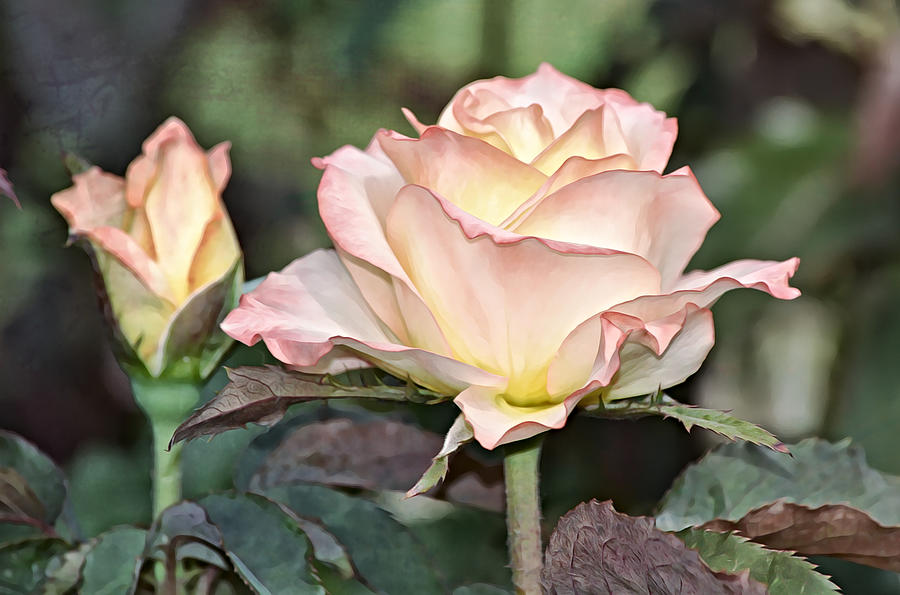 Hints Of Yellow - Peach Roses Photograph